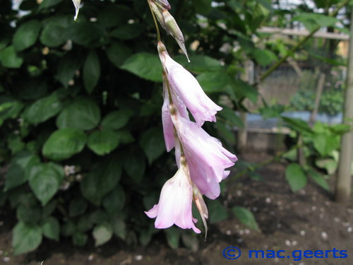 Dierama pendulum